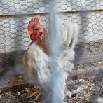 Ayam serama haantje, Dieren en Toebehoren, Pluimvee, Mannelijk, Kip