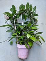 Hoya Carnosa met Bloemen & Nieuwe Groei, Huis en Inrichting, Ophalen, Overige soorten, Halfschaduw, In pot