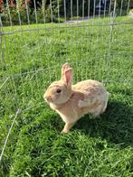 Lief, tam konijn 1 jaar oud, Dieren en Toebehoren, Konijnen, Vrouwelijk, Dwerg, 0 tot 2 jaar