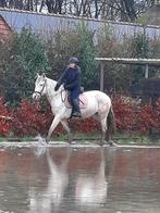 Bijrijdpaardpony gezocht!, Dieren en Toebehoren, Stalling en Weidegang