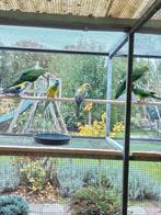 Bleekkop rosella, Dieren en Toebehoren, Vogels | Parkieten en Papegaaien, Mannelijk, Parkiet, Geringd
