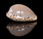 Schelpen Cypraea angustata 24,2mm (Gem-) Australië, Ophalen of Verzenden, Schelp(en)