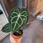 Anthurium Clarinervium (1), Huis en Inrichting, Kamerplanten, Ophalen of Verzenden, Halfschaduw, Minder dan 100 cm