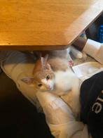 Superlieve kitten, katertje, Dieren en Toebehoren, Katten en Kittens | Overige Katten, Poes, Kortharig, 0 tot 2 jaar