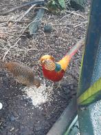 goudfazanten, Dieren en Toebehoren, Meerdere dieren, Eend