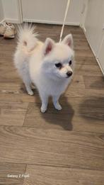 Pomchi dekreutje, HCC (leverziekte), 15 weken tot 1 jaar, Reu, Eén hond