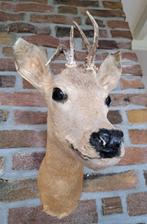 Opgezette kop ree hert gewei reeënkop taxidermie hertenkop, Verzamelen, Dierenverzamelingen, Ophalen of Verzenden, Gebruikt, Hert
