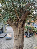 Olijfbomen dikke grillige stam - bezorgd in/om Hilversum, Volle zon, Ophalen of Verzenden, 100 tot 250 cm, Olijfboom