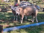 Overjarige Texelse Dekram, Dieren en Toebehoren, Schapen, Geiten en Varkens, Mannelijk, Schaap