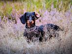 Kanichen teckel pups black en than, Dieren en Toebehoren, Honden | Teckels en Dashonden, 8 tot 15 weken, Korthaar, Meerdere, Meerdere dieren