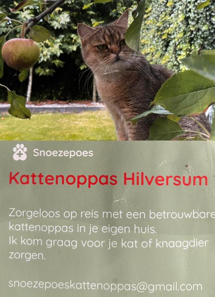 Kattenoppas in Hilversum, Diensten en Vakmensen, Dieren | Katten | Verzorging, Oppas en Les, Particuliere oppas