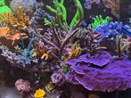 Montipora & SPS/LPS koralen te koop – Mooie stekken!, Dieren en Toebehoren, Vissen | Aquariumvissen, Overige typen, Zoutwatervis