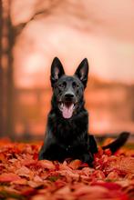 Honden modellen gezocht!, 33 - 40 uur, Overige niveaus, Overige vormen