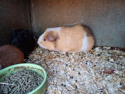 prachtige jongvolwassen cavia (dek)beer, aparte kleur, Dieren en Toebehoren, Knaagdieren, Cavia