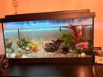 Aquarium met 2 visjes en toebehoren, Dieren en Toebehoren, Vissen | Aquaria en Toebehoren, Ophalen, Zo goed als nieuw, Gevuld zoetwateraquarium