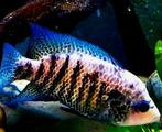Nandopsis Nosferatu Beani cichliden, Dieren en Toebehoren, Vissen | Aquariumvissen, Vis, Zoetwatervis