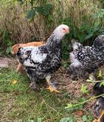 Jonge bramas, Dieren en Toebehoren, Pluimvee, Meerdere dieren, Kip