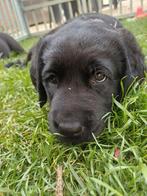 Puppy Teefje Labrador x Berner Sennen x Leonberger, Rabiës (hondsdolheid), 8 tot 15 weken, Teef, Labrador retriever