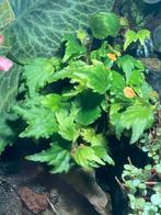 Terrarium plant begonia prismatocarpa, Zomer, Ophalen of Verzenden