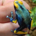 Dendrobates tinctorius 'Tumucumaque', kwaliteit die je ziet, Dieren en Toebehoren, Reptielen en Amfibieën, Amfibie, 0 tot 2 jaar