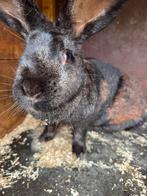 Zwart konijn, Dieren en Toebehoren, Konijnen, Vrouwelijk, Groot, 3 tot 5 jaar