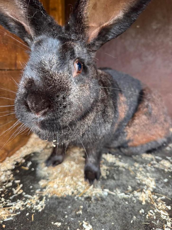 Zwart konijn, Dieren en Toebehoren, Konijnen, Groot, Vrouwelijk, 3 tot 5 jaar