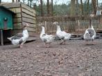 Twentse Landgans, Dieren en Toebehoren, Pluimvee, Geslacht onbekend, Gans of Zwaan