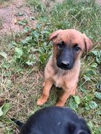 Herder Reutje te koop, Dieren en Toebehoren, Honden | Herdershonden en Veedrijvers, Reu, Eén hond, Herder, Nederland