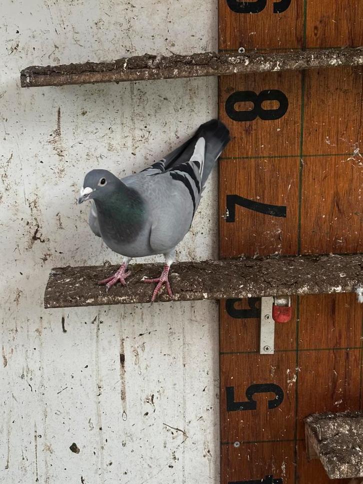 Jonge postduiven 3x 2025, Dieren en Toebehoren, Vogels | Duiven, Postduif, Meerdere dieren