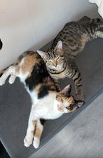 Twee lieve poezen ( samen weg ) OPNIEUW GEPLAATST, Dieren en Toebehoren, Katten en Kittens | Overige Katten, Poes