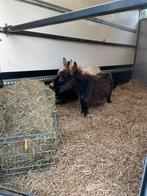 Miniature ezels, Dieren en Toebehoren, Oktober, Meerdere dieren