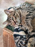 Jarela, Karina, 2/05/2025, gered van de straat, Poes, Kortharig, 0 tot 2 jaar