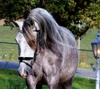 Mooie PRE Andalusier cruzado's pre., Dieren en Toebehoren, Paarden, Meerdere dieren, Gechipt, 3 tot 6 jaar