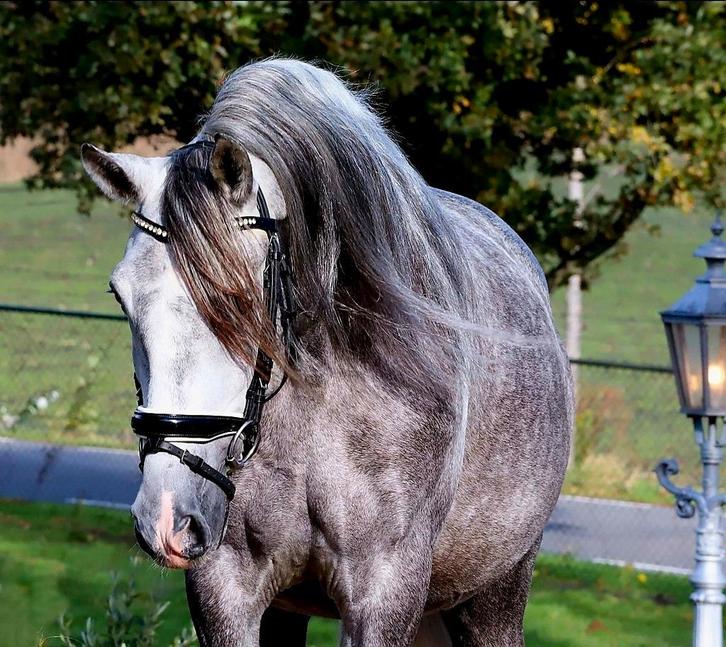 Mooie PRE Andalusier cruzado's pre., Dieren en Toebehoren, Paarden, Meerdere dieren, 3 tot 6 jaar, Met stamboom, Gechipt, Ontwormd