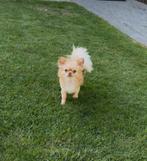 Chihuahua teefje, Dieren en Toebehoren, België, Particulier, Teef, Parvo