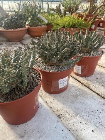 Caudex zeldzame Euphorbia Hopetown Ensis uit Zuid Afrika beschikbaar voor biedingen