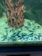 Blauwe garnalen, Dieren en Toebehoren, Kreeft, Krab of Garnaal