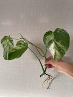 Monstera Variegata, Ophalen of Verzenden, Halfschaduw, Minder dan 100 cm