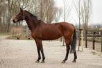 19 jarige merrie SANDREO x ROSSINI x AMOR, Merrie, Met stamboom, Niet van toepassing, 160 tot 165 cm