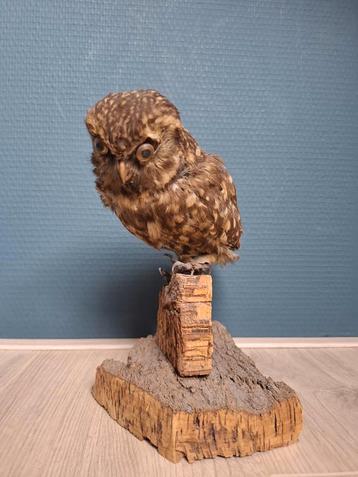Opgezette Kleine Uil op Houten Sokkel beschikbaar voor biedingen