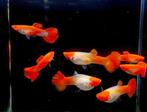 Koi guppy’s te koop, Dieren en Toebehoren, Vis, Zoetwatervis, Schoolvis