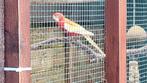 Rosella parkiet, Dieren en Toebehoren, Meerdere dieren, Parkiet