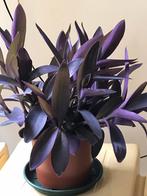 Mooie tradescantia stekken voor maar 50 cent per plant stek, Ophalen of Verzenden, Volle zon, Minder dan 100 cm