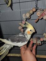 Tamme valkparkiet, Dieren en Toebehoren, Vogels | Parkieten en Papegaaien, Geslacht onbekend, Parkiet