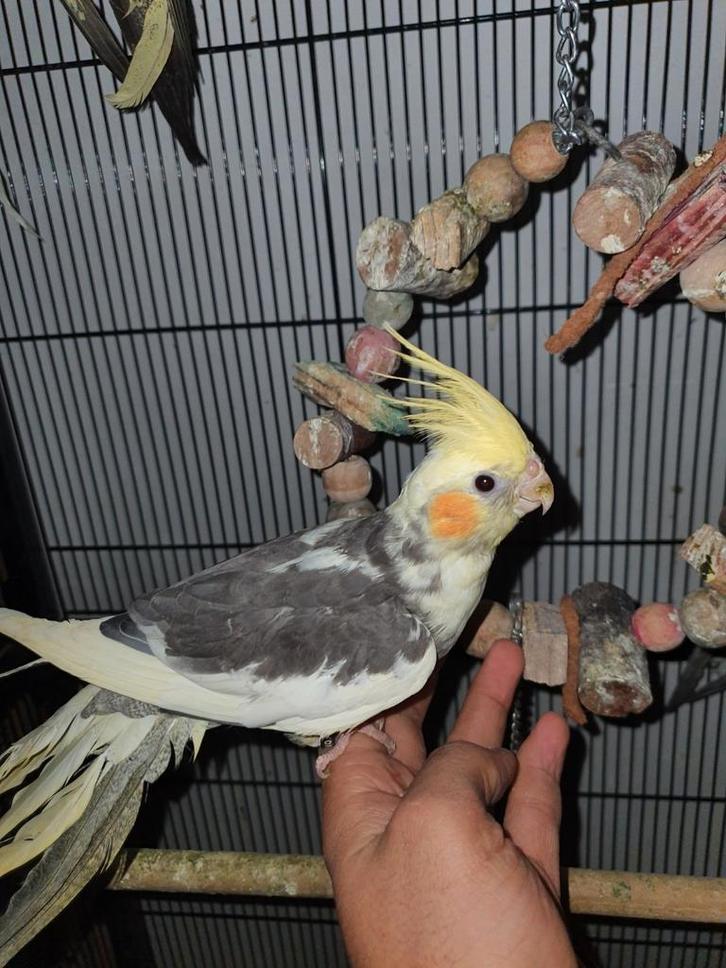 Tamme valkparkiet mannetje, Dieren en Toebehoren, Vogels | Parkieten en Papegaaien, Parkiet, Geslacht onbekend