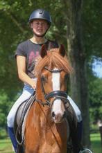 De ultieme New Forest kinderpony, Dieren en Toebehoren, Pony's, B, Gechipt, Ruin, 3 tot 6 jaar