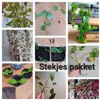 Leuke stekken van kamerplanten, veel soorten, Ophalen of Verzenden, Overige soorten, Minder dan 100 cm