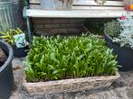 Hele grote bak vol Trachycarpus Fortunei zaailingen, Tuin en Terras, Ophalen, Volle zon, Palmboom, Minder dan 100 cm