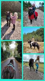 Verzorgpony aangeboden, omg. Schoorl, Dieren en Toebehoren, Ophalen of Verzenden