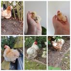 Cochin kriel broedeieren, Meerdere dieren, Kip